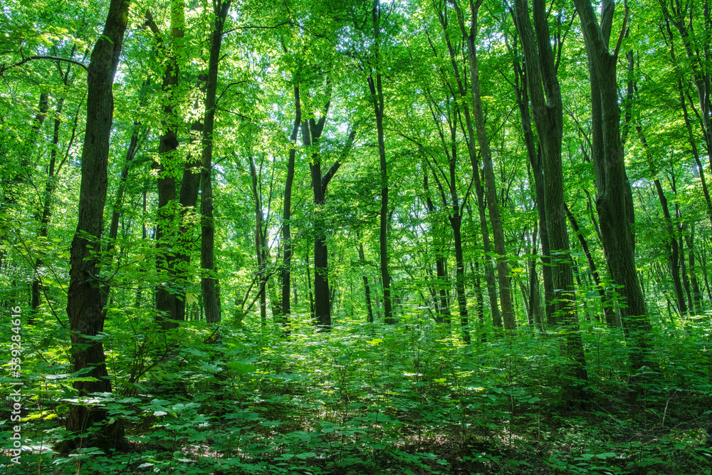 Sunlight in the green forest, spring time