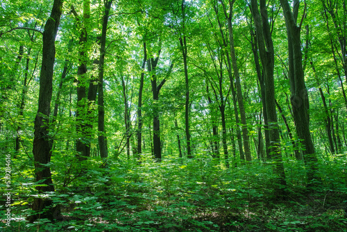 Sunlight in the green forest, spring time