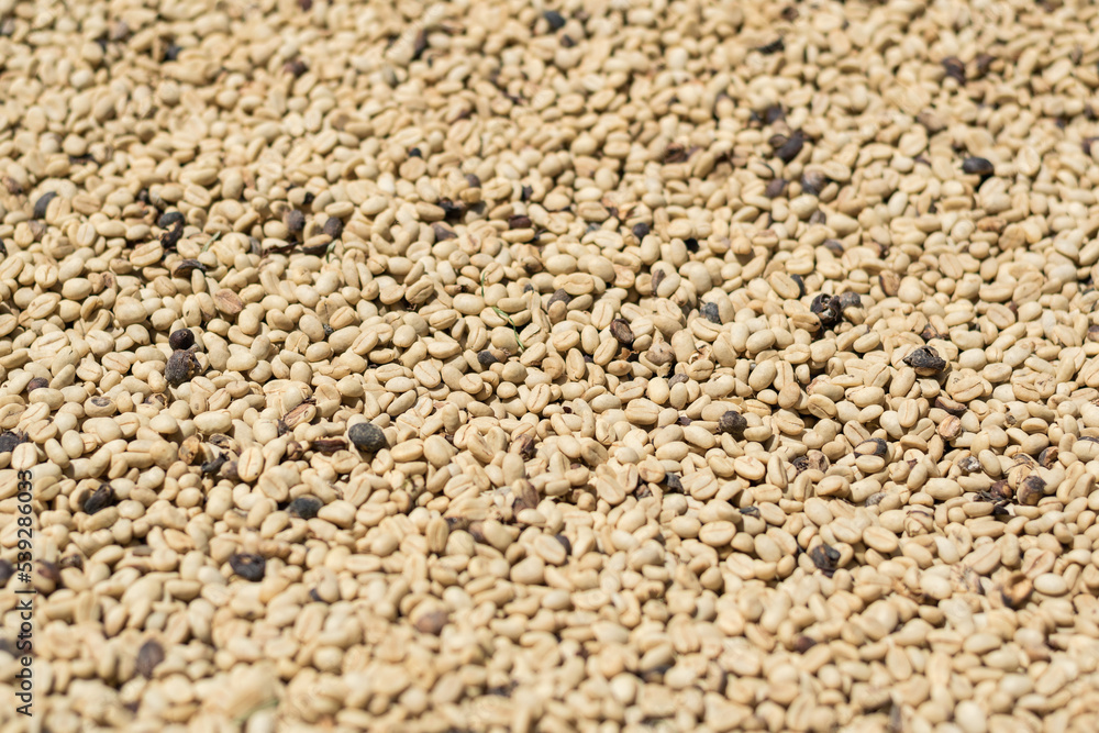detailed view of the coffee beans drying in the sun after being threshed in the machine. coffee production process in colombia. detailed view of the coffee beans drying in the sun after being threshed in the machine. coffee production process in colombia.