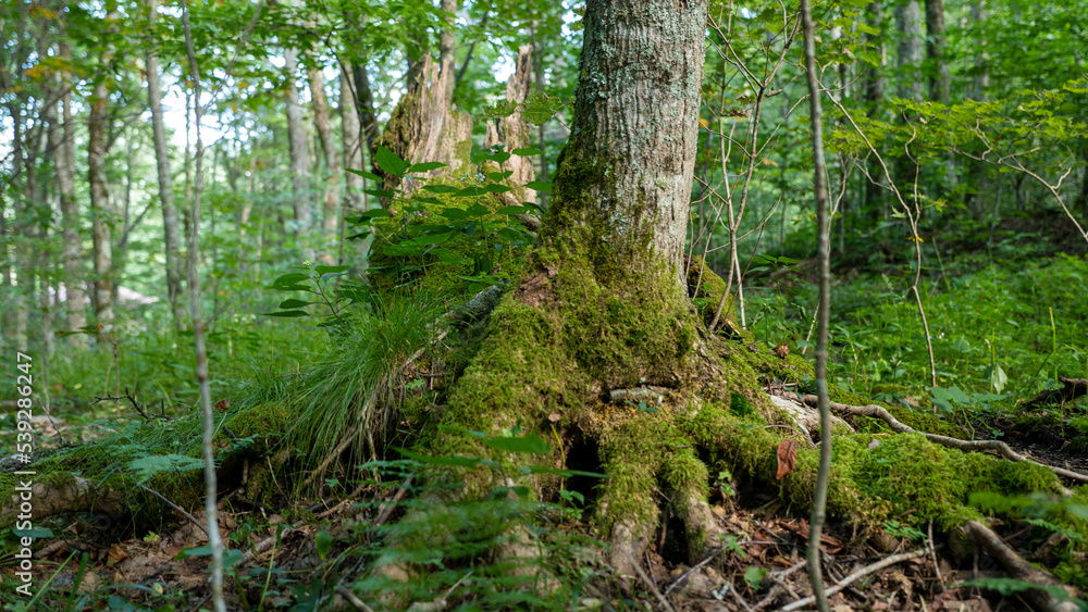 Fototapeta premium Forest