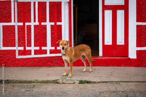 Mixed Dog Posing in Front of a White and Red House