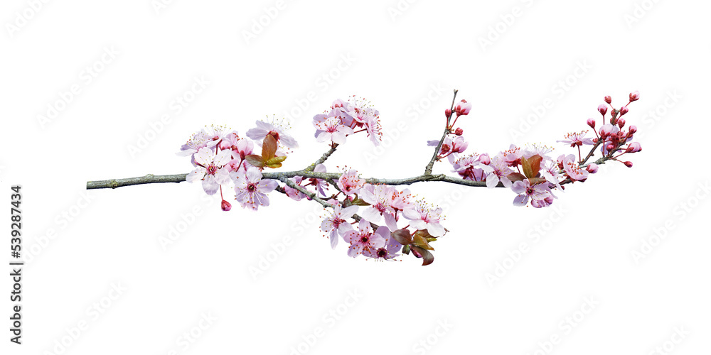pink peach blossom in spring pink peach blossom in spring