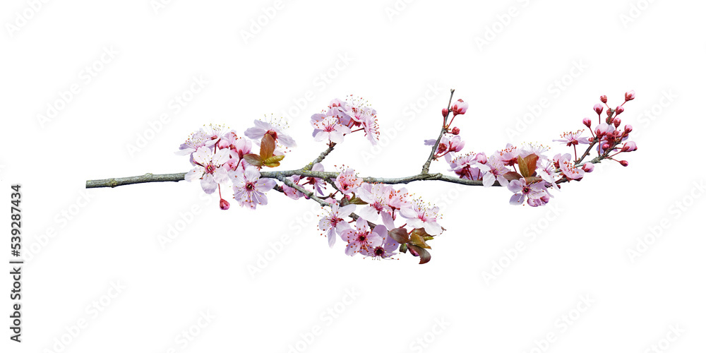 pink peach blossom in spring