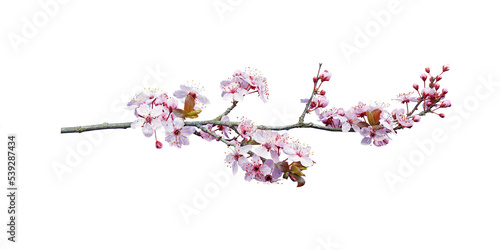 Foto pink peach blossom in spring
