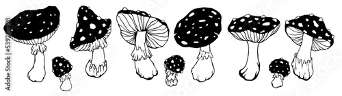 A set of forest fly agaric sketches.Vector graphics. photo