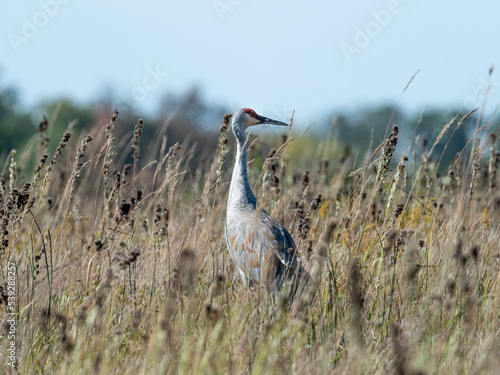 Canvas Print sandhill crane stands out in tall prairie grass