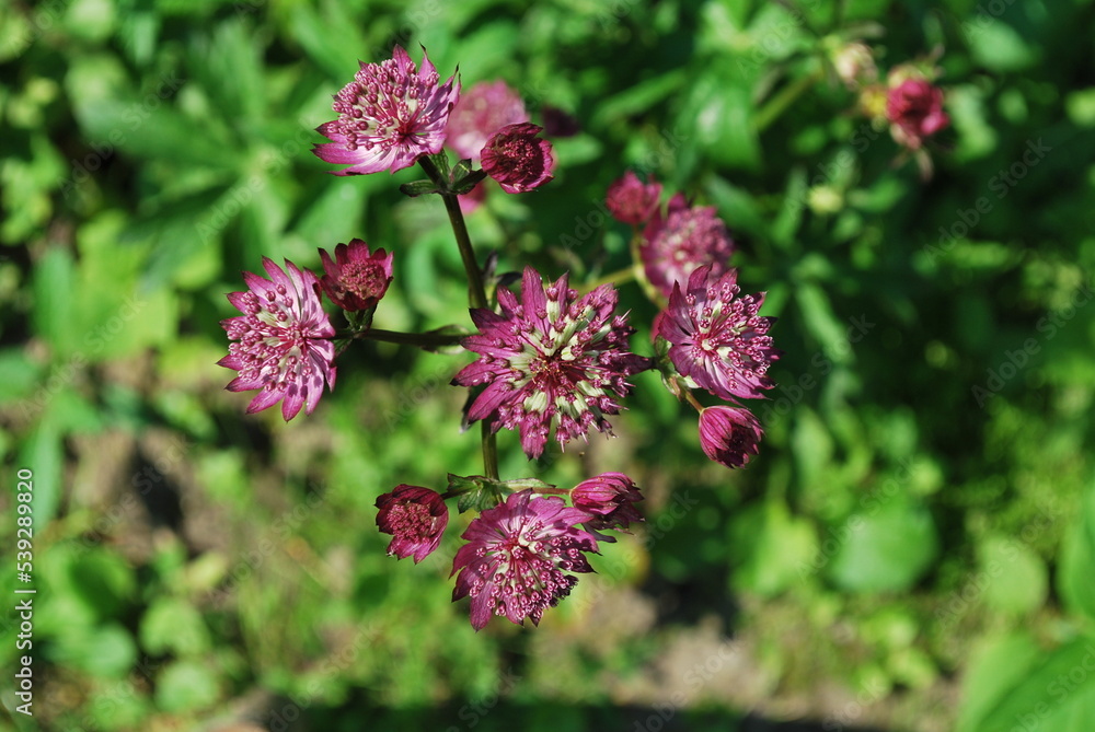beautiful pink flower, and green at the background beautiful pink flower, and green at the background