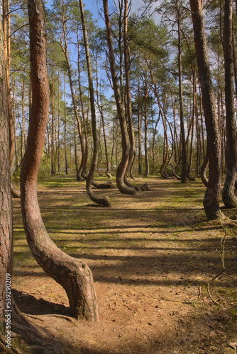 Crooked Trees or Crooked Forest ("Krzywy Las" in Polish) - bent trees near Gryfino, West Pomeranian Voivodeship, Poland