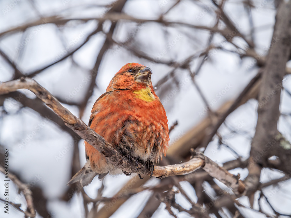 Red Crossbill male sitting on the tree branch and eats wild apple berries. Crossbill bird eats berries. Red Crossbill male sitting on the tree branch and eats wild apple berries. Crossbill bird eats berries.