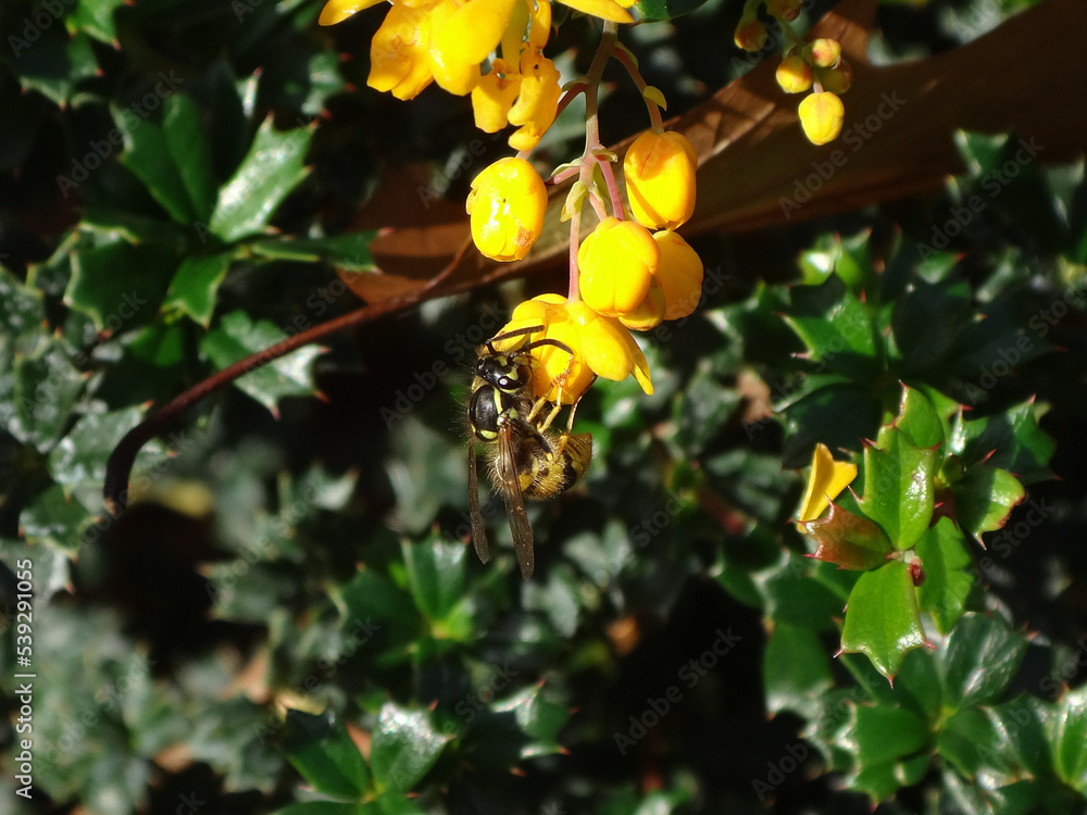 Fototapeta premium Common wasp (Vespula vulgaris) worker on yellow Darwin’s barberry flowers