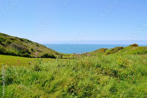 Coastal path through lush green meadows with flowers, with sea views in the distance