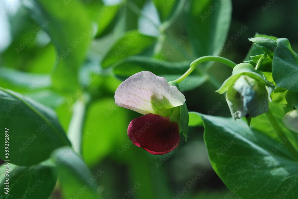 unusual in color, white and burgundy - pea flower unusual in color, white and burgundy - pea flower