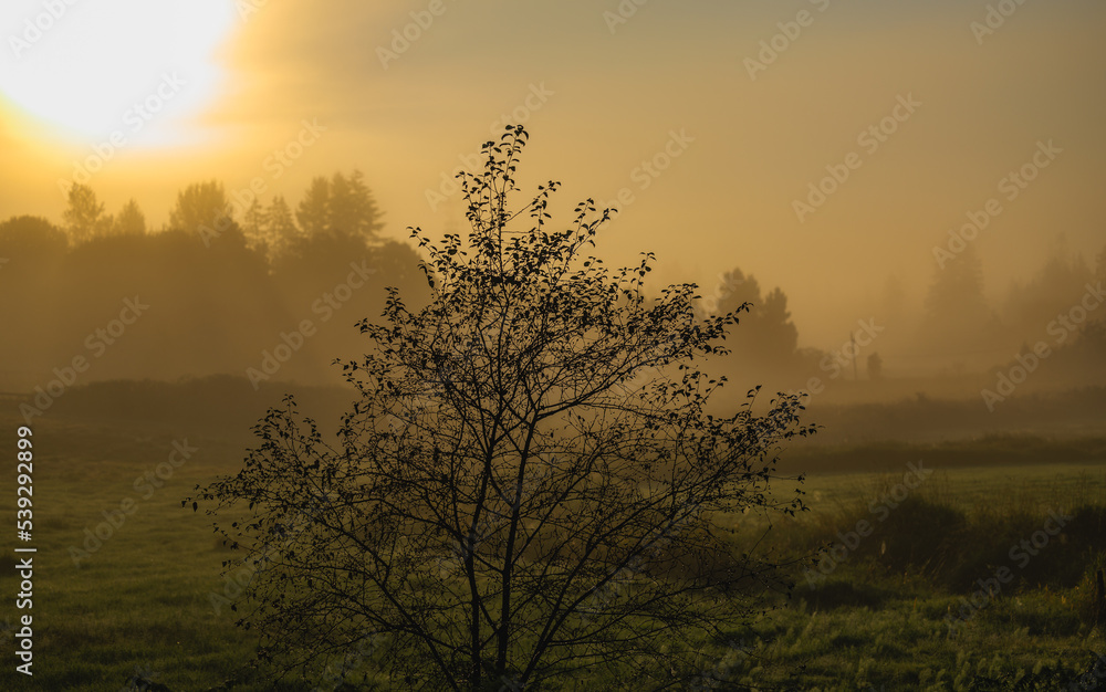 Lone tree on a bright misty fall morning