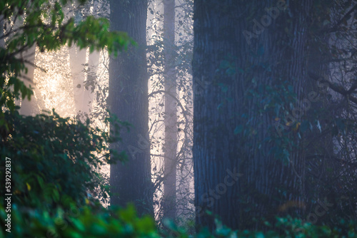 Obraz na płótnie Fog in the forest on a early October morning w salonie