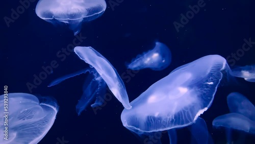 Swarm of jellyfish. Incredible underwater sea ocean water creatures. Luminescent ancient jelly fish animal slowly swimming drifting. Dark deepness.Night vision light aquarium. Calm relaxing motion  (ID: 539293840)