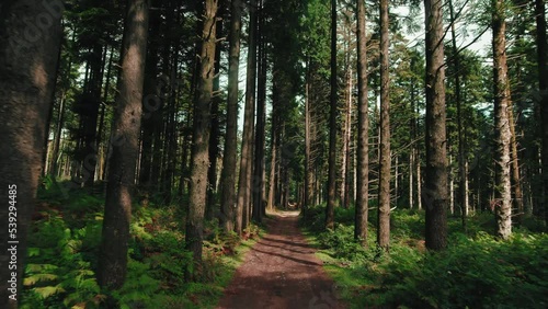 Wallpaper Mural Mountain road in the midst of centuries-old pines in autumn  Torontodigital.ca
