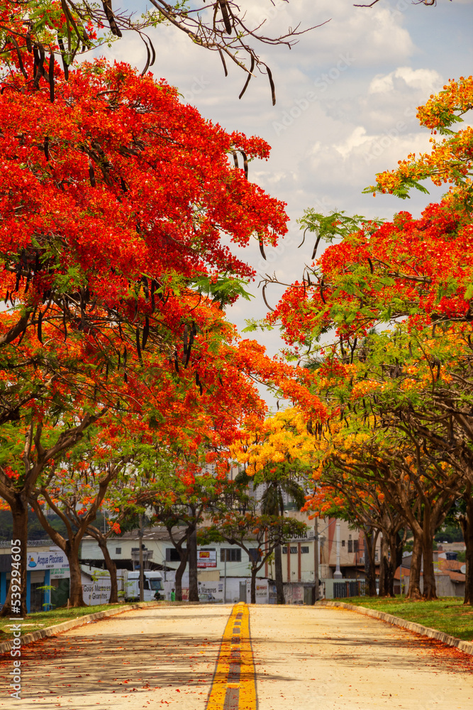 Naklejka premium Um corredor de Flamboyants floridos na Avenida Goiás Norte na cidade de Goiânia.