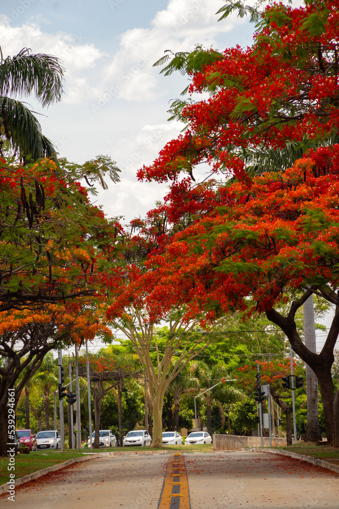 Naklejka premium Um corredor de Flamboyants floridos na Avenida Goiás Norte na cidade de Goiânia.