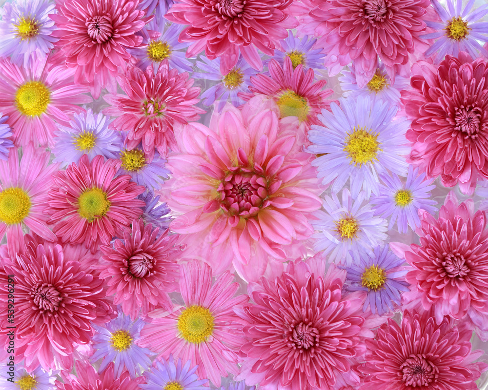 Autumn Flowers. Autumn pink purple yellow violet Chrysanthemum Flowers. Dahlia. Postcard . Floral banner. Top view. Texture and background. Abstract background. Close up beautiful Chrysanthemums Autumn Flowers. Autumn pink purple yellow violet Chrysanthemum Flowers. Dahlia. Postcard . Floral banner. Top view. Texture and background. Abstract background. Close up beautiful Chrysanthemums