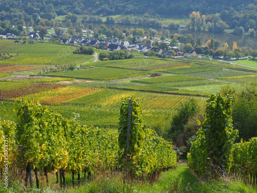 Herbst an der Mosel bei Senheim und Nehren