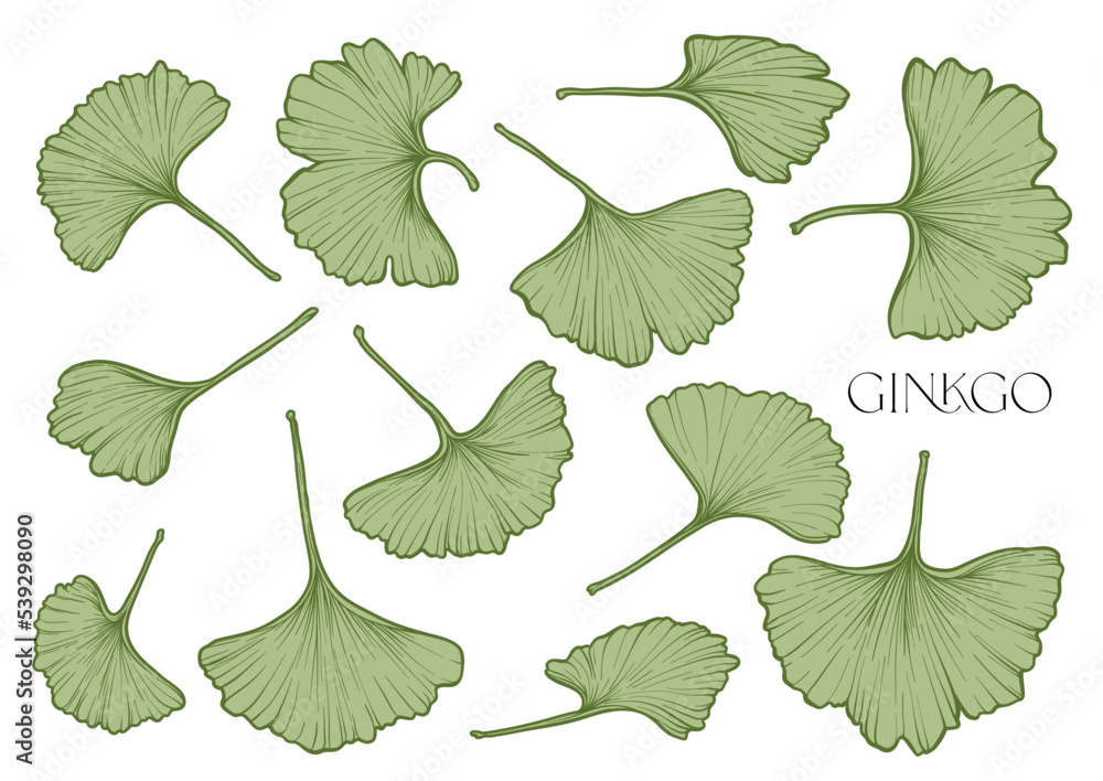 Ginkgo biloba leaves. Clip art, set of elements for design Vector illustration. In botanical style