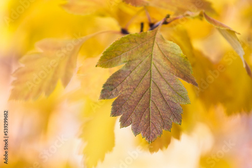 Beautiful autumn card. Autumn leaf on a blurred yellow background.