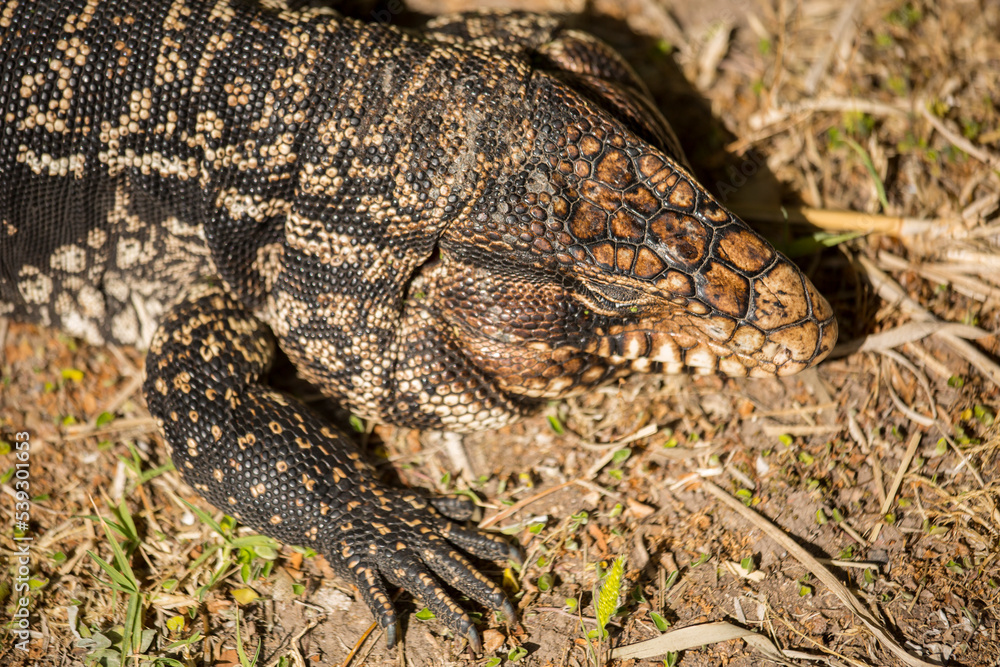 Fototapeta premium OVERO