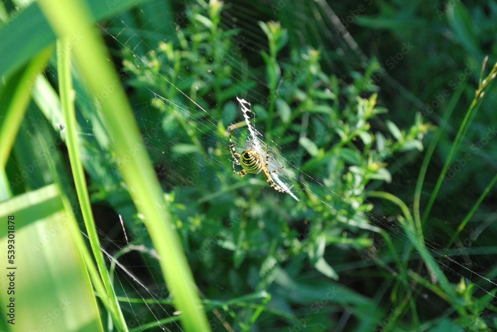 Argiope bruennichi (wasp spider), on a spiderweb among the vegetation of the garden Argiope bruennichi (wasp spider), on a spiderweb among the vegetation of the garden