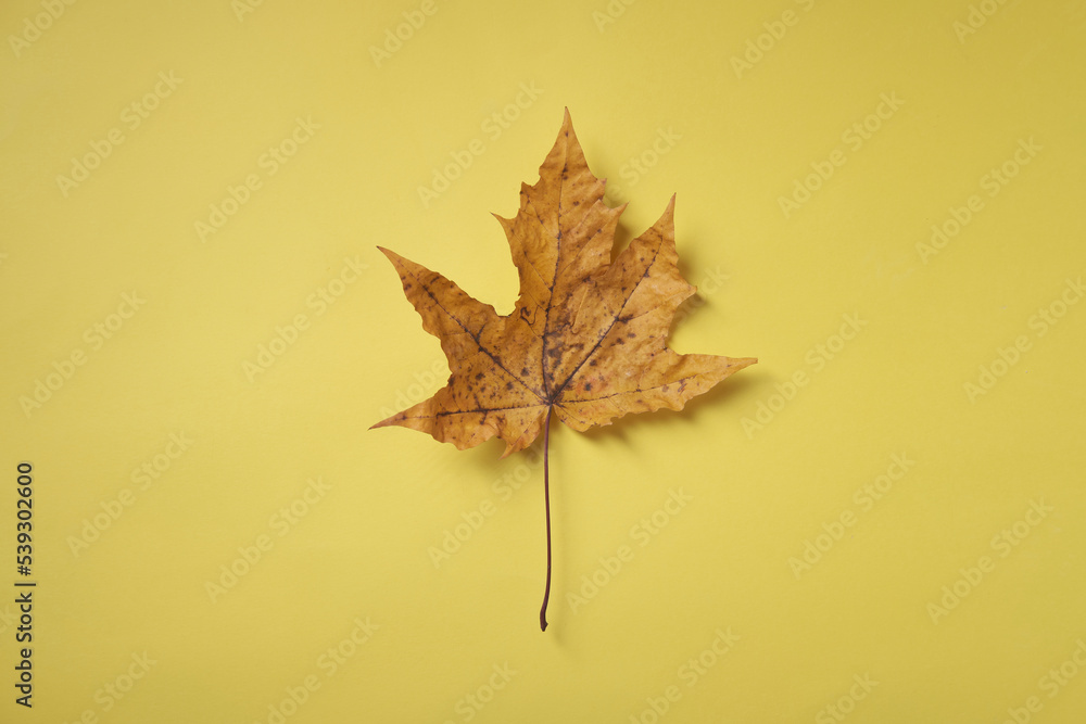 Yellow maple leaf on a yellow background, top view, place for the inscription