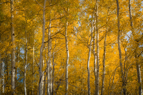 Oxbow Bend Aspens of Wyoming USA