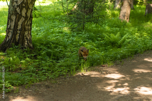 Fox in green forest. Animal in green environment.