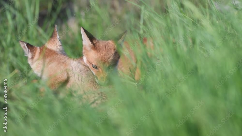 Red fox Vulpes vulpes. Foxes playing in a meadow. Wild young fox. Red fox Vulpes vulpes. Foxes playing in a meadow. Wild young fox.