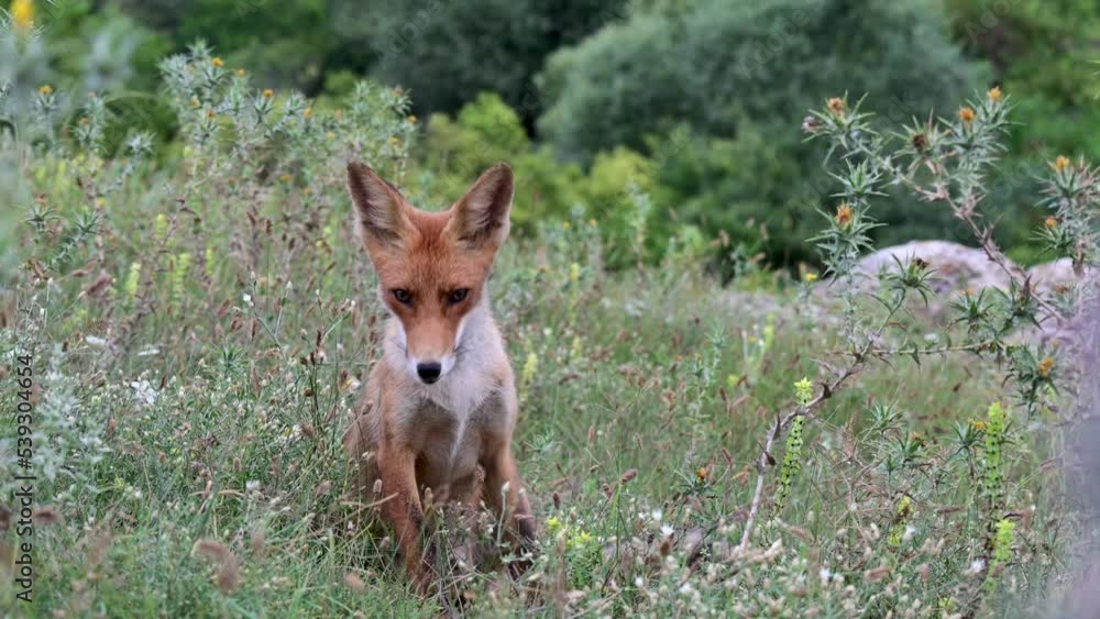 Portrait red fox Vulpes vulpes on a beautiful background. Close up. Portrait red fox Vulpes vulpes on a beautiful background. Close up.