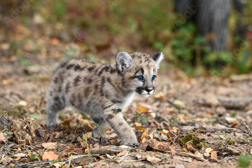 Cougar Kitten (Puma concolor) Runs Right Across Ground Autumn © hkuchera