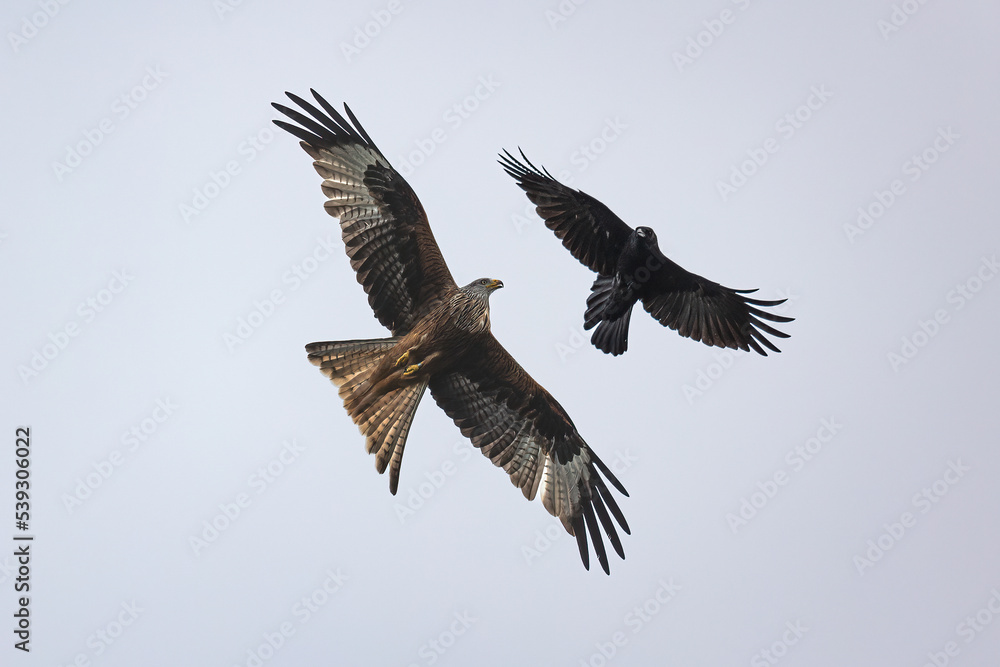 Obraz premium Red kite and crow
