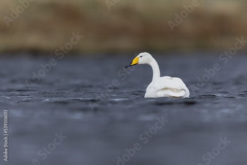 whooper swan