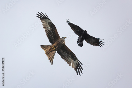 Red kite and crow
