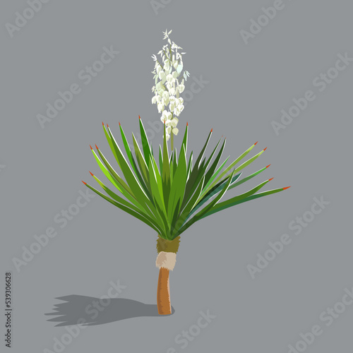 Perennial tree - like plant yucca in the flowering period photo