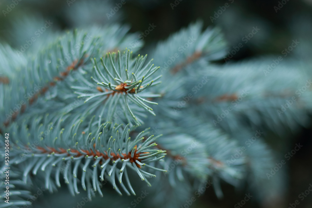 Beautiful Christmas Background with fresh Fir Tree. Spruce branches . Merry Christmas and Happy New Year greeting postcard. Winter background. Pine branch. Place for text on dark background Beautiful Christmas Background with fresh Fir Tree. Spruce branches . Merry Christmas and Happy New Year greeting postcard. Winter background. Pine branch. Place for text on dark background