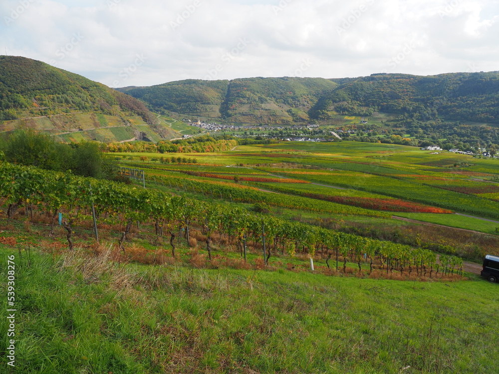 Herbst an der Mosel bei Senheim und Nehren