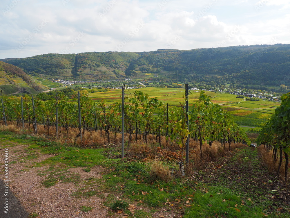 Herbst an der Mosel bei Senheim und Nehren