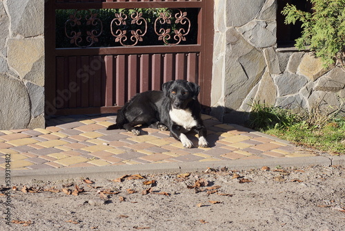 one spotted white black stray dog lies on the sidewalk against the brown wall of the fence in the street