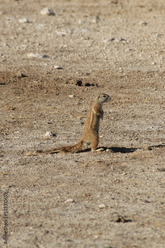 Ground Squirrel watching © Gregorio Corral