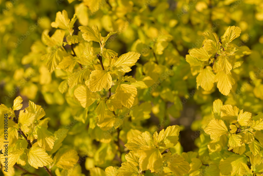 Wallpaper. Juicy yellow bush close-up