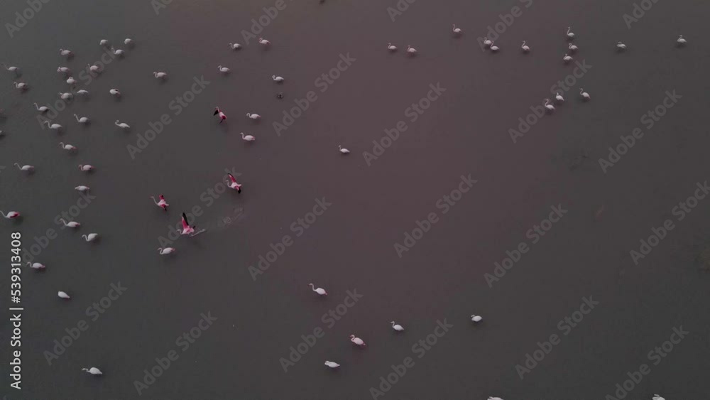 Colony of Greater Flamingos in a Wetland Colony of Greater Flamingos in a Wetland