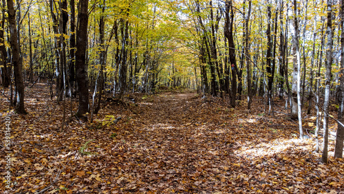 Fall Landscape Across Quebec. Canada