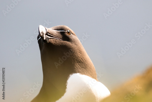 Razorbill