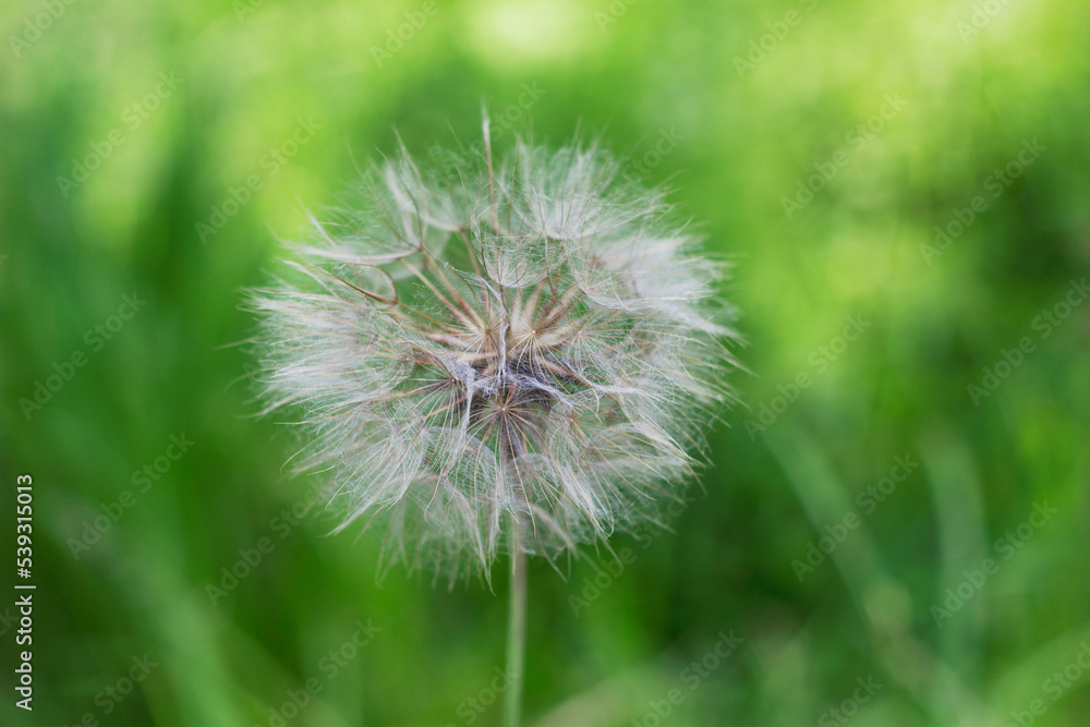 Fototapeta premium dandelion on green background