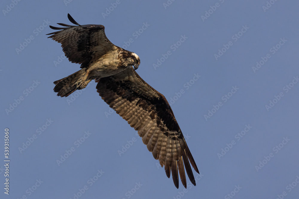 Fototapeta premium eagle in flight