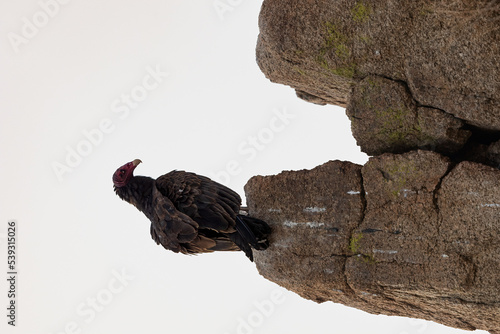 Turkey vulture